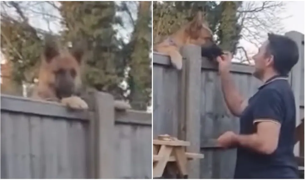 Hombre es captado compartiendo gratos momentos con el perrito de su vecino. Foto: captura de TikTok.