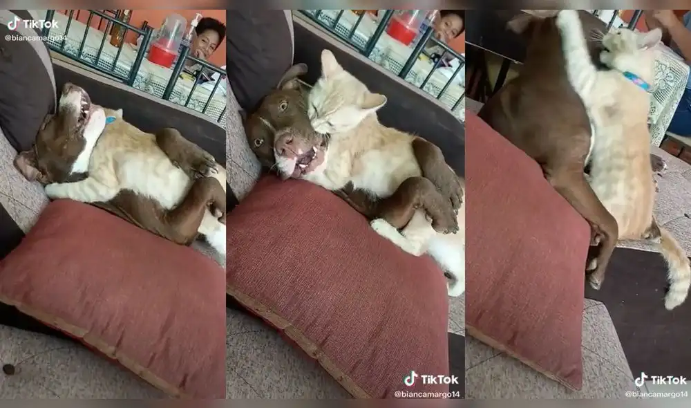 El dueño comentó que ambos son fieles amigos. Foto: captura de TikTok