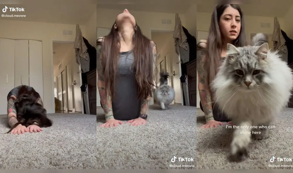 La gatita se robó la mirada de miles de cibernautas. Foto: captura de TikTok