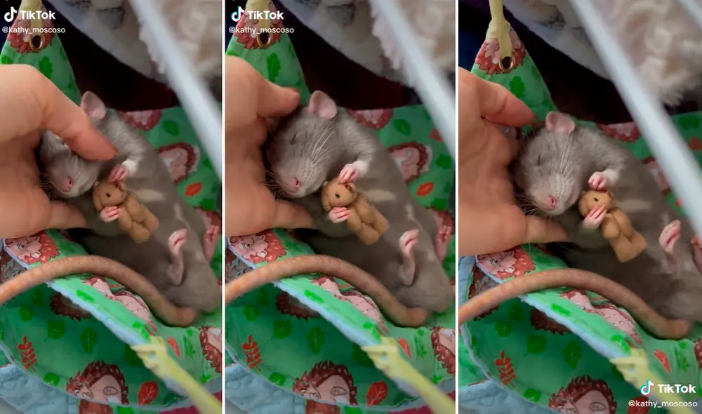 La rata, sin ningún temor, dormía tranquilamente abrazada a su pequeño osito de peluche. Foto: captura de TikTok