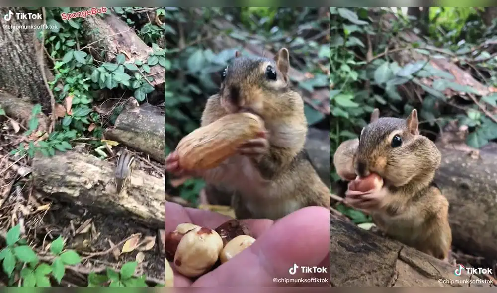 El animal regresó por la comida. Foto: captura de TikTok