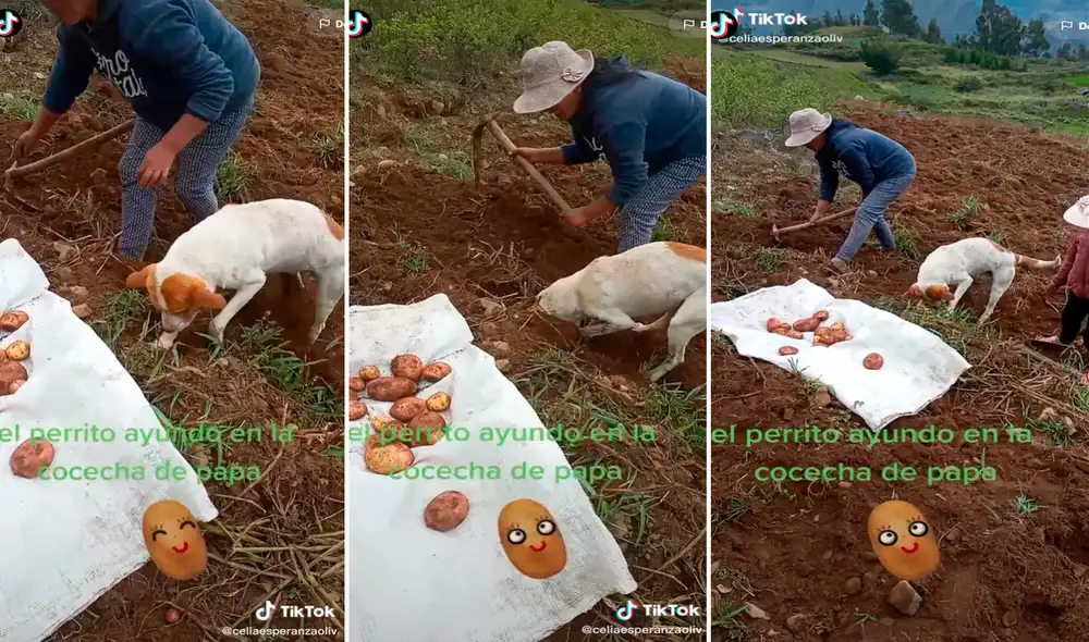 El perrito se ganaba sus croquetas diarias trabajando duro en el campo. Foto: captura de TikTok