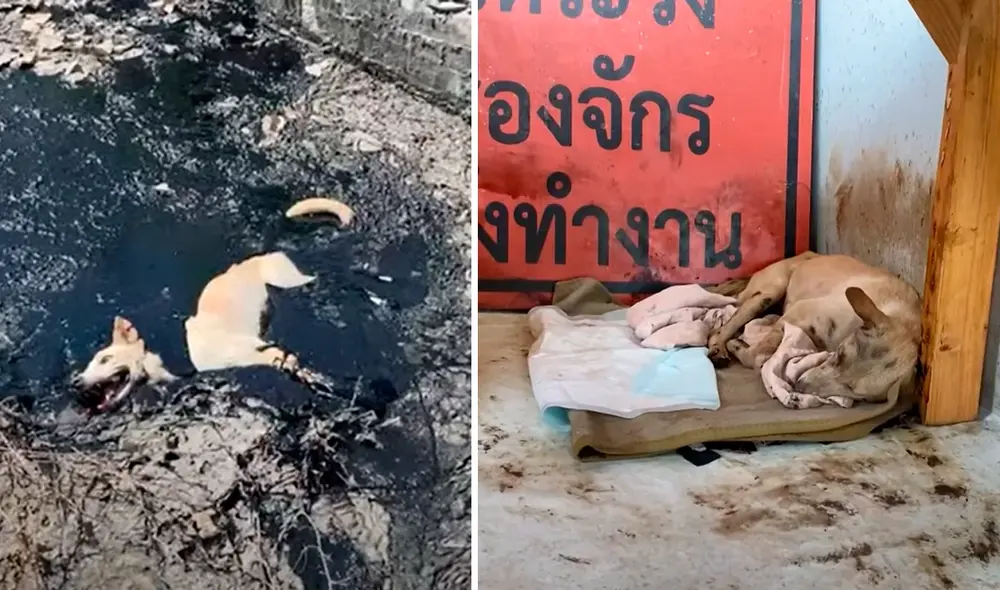La perrita correteaba por el lugar cuando pisó el caucho fundido y no pudo moverse. Solo su boca sobresalía en busca de aire. Foto: captura de YouTube La perrita correteaba por el lugar cuando pisó el caucho fundido y no pudo moverse. Solo su boca sobresalía en busca de aire. Foto: captura de YouTube