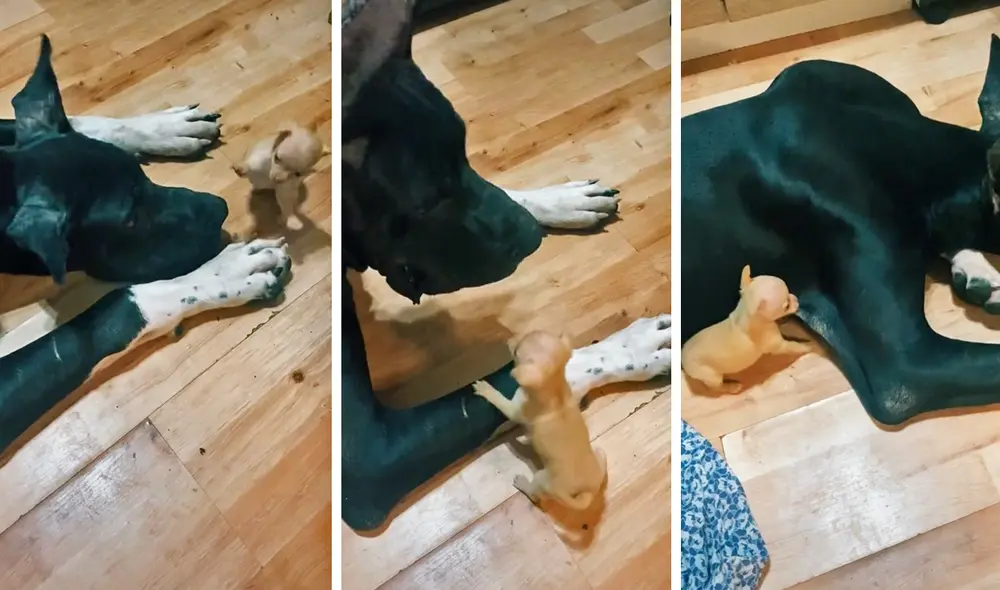 La escena obtuvo alrededor de 27,4 millones de reproducciones en la red social. Foto: captura de TikTok