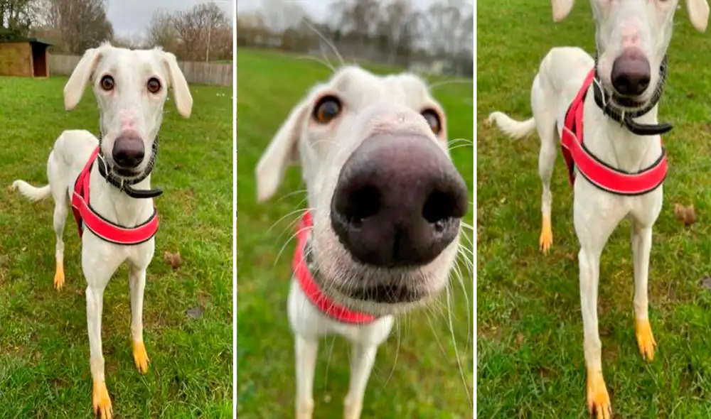 La perrita fue encontrada en la calle. De inmediato fue capturada y llevada a un centro de atención, donde pasó por la revisión de un veterinario. Foto: captura de Facebook