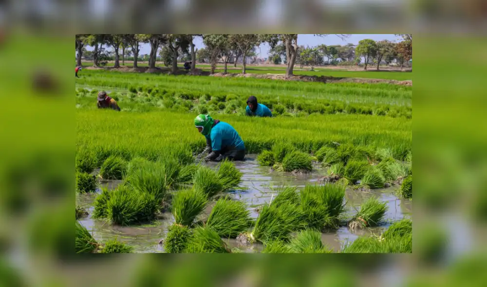 Ramón Ríos manifestó que los costos de inversión para los diferentes cultivos aumentaron. Foto: Junta de Usuarios Chancay Lambayeque