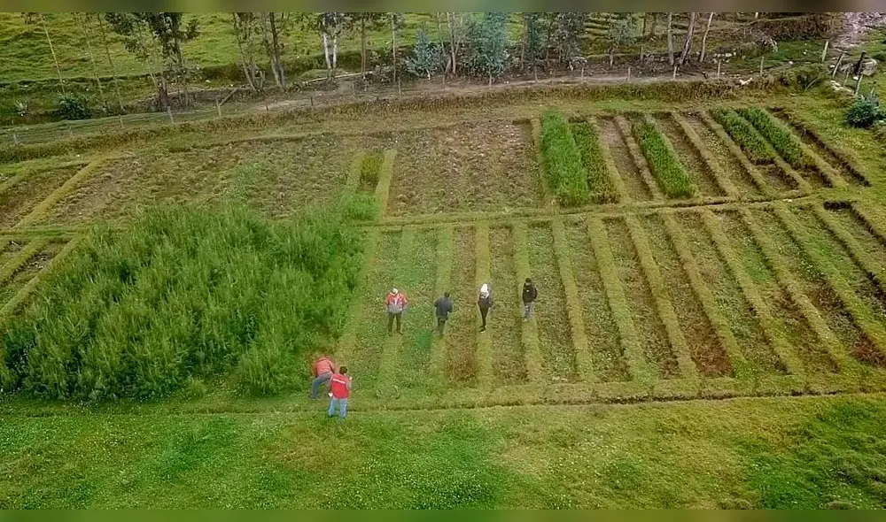 En viveros para proyecto de reforestación en Sihuas solo se ha producido la tercera parte de lo programado. Foto: Contraloría.