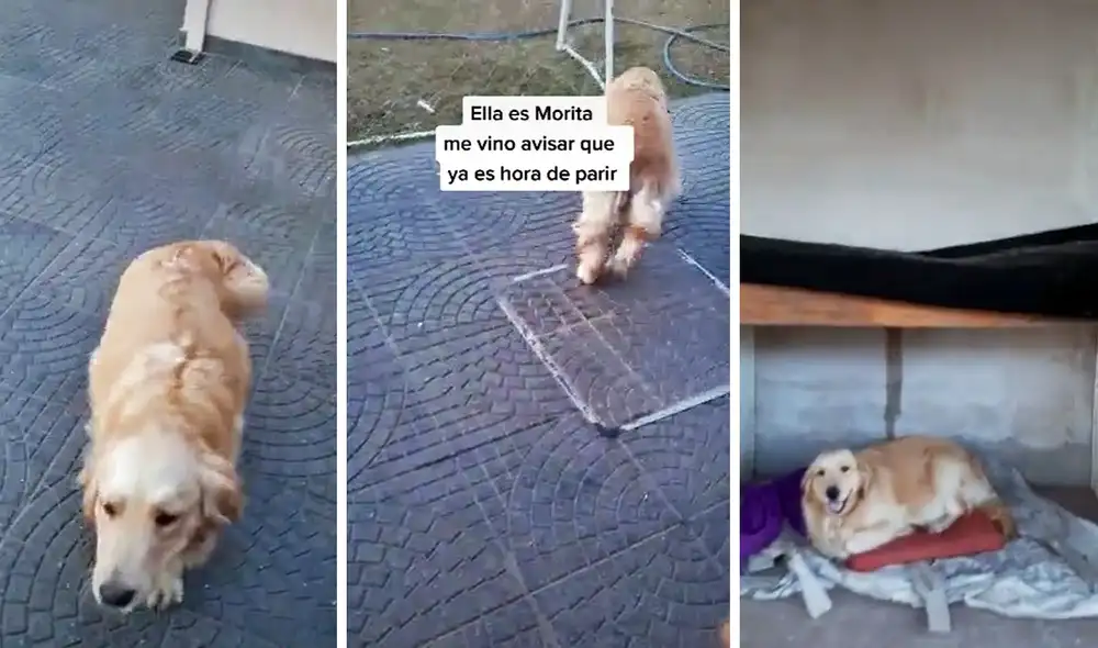 La grabación cuenta con más de 6,4 millones de visualizaciones en la red social. Foto: captura de TikTok