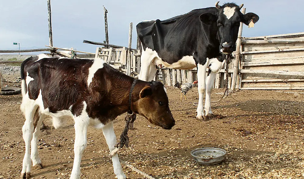 Kilos que faltan. La escualidez de esta vaca y su cría advierte que la prosperidad está muy lejos de volver a la pequeña ganadería familiar. Foto: Andi Chero/ La República Kilos que faltan. La escualidez de esta vaca y su cría advierte que la prosperidad está muy lejos de volver a la pequeña ganadería familiar. Foto: Andi Chero/ La República