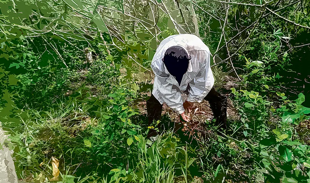 Aumento. Las hectáreas de cultivo de coca se han incrementado en los últimos años. Foto: La República Aumento. Las hectáreas de cultivo de coca se han incrementado en los últimos años. Foto: La República