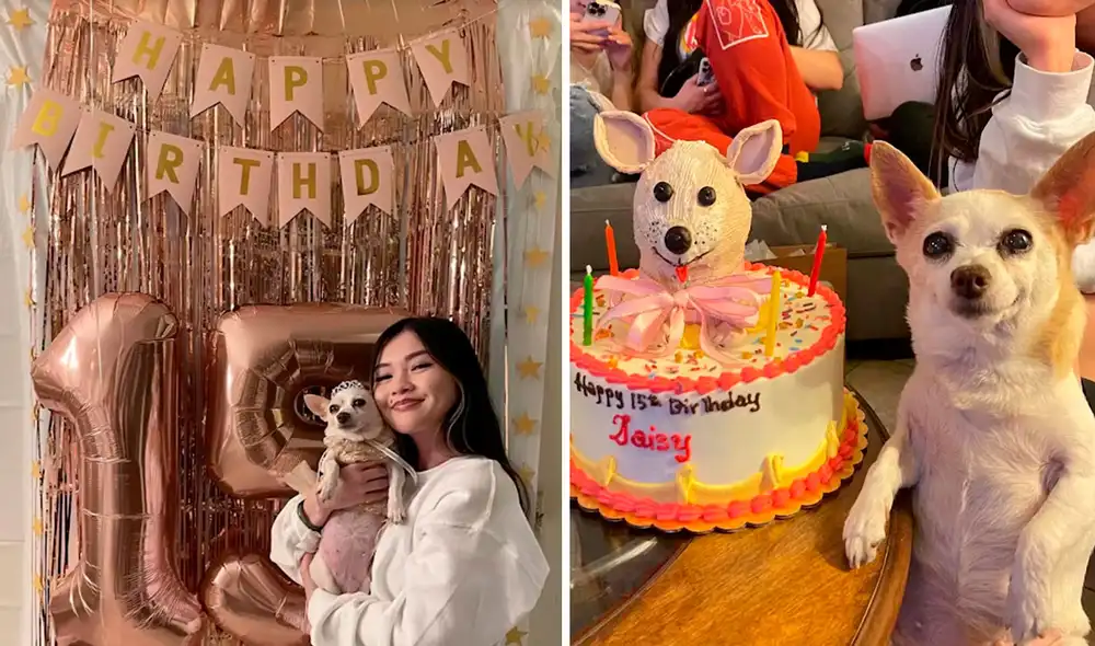 La perrita llamada Daisy se alegró con la sorpresa que le prepararon sus dueños dentro de casa para celebrar su día especial. Foto: captura de Facebook La perrita llamada Daisy se alegró con la sorpresa que le prepararon sus dueños dentro de casa para celebrar su día especial. Foto: captura de Facebook