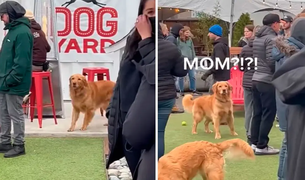 Un perro escuchó la voz de su dueña y se alegró de volver a verla, ya que estuvieron separados por unos minutos. Foto: captura de YouTube Un perro escuchó la voz de su dueña y se alegró de volver a verla, ya que estuvieron separados por unos minutos. Foto: captura de YouTube