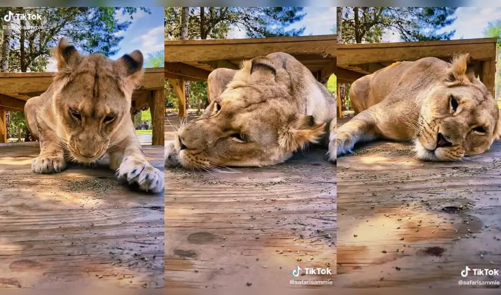 El animal se regocijó en la hierba gatera. Foto: captura de TikTok