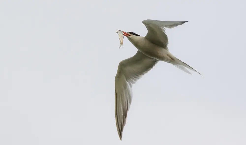 Durante toda su vida, el charrán ártico podría viajar dos millones de kilómetros, una distancia equivalente a tres idas y vueltas de la Tierra a la Luna. Foto: Max Pixel / Creative Commons