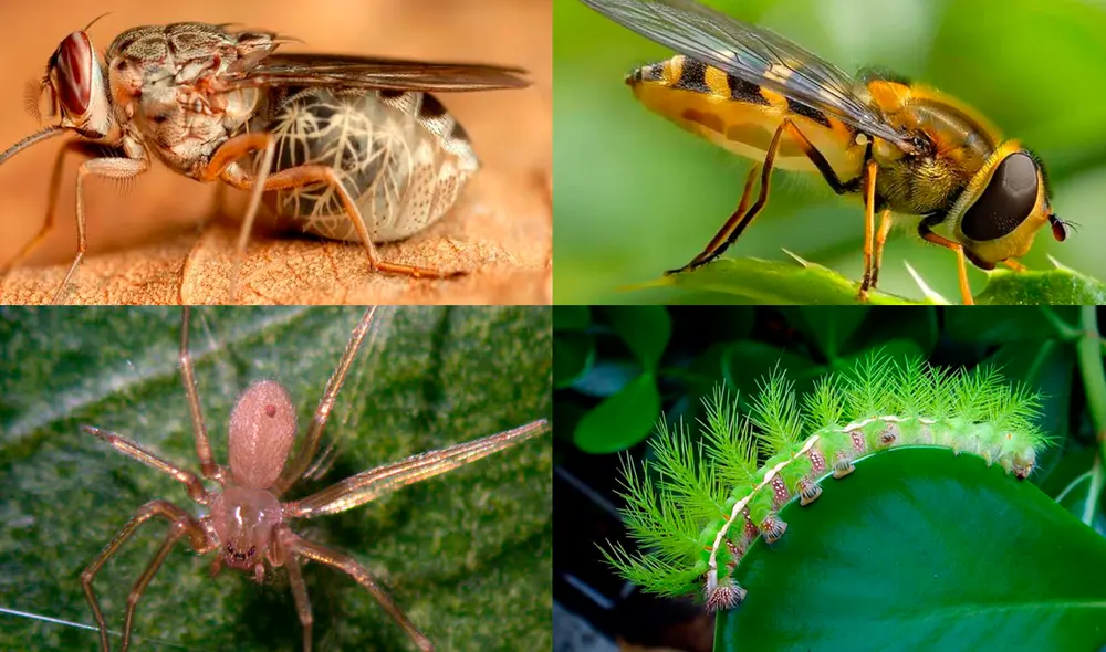 La mosca tse-tsé, la abeja africana, la araña reclusa parda mediterránea y la oruga taturana oblicua; son 4 de las especies de criaturas más letales del mundo. Foto: La República La mosca tse-tsé, la abeja africana, la araña reclusa parda mediterránea y la oruga taturana oblicua; son 4 de las especies de criaturas más letales del mundo. Foto: La República