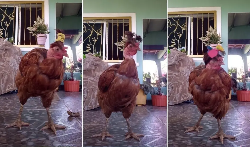 Los usuarios de las redes sociales quedaron encantados con el ave, quien no hizo problemas cuando su dueña la peinó. Foto: captura de TikTok