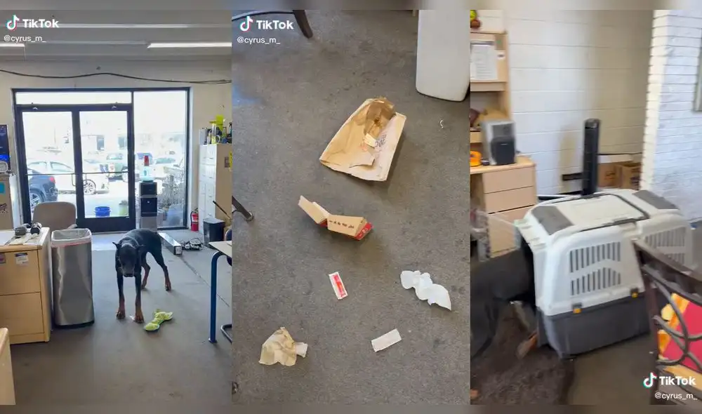 El hombre le dio una riña a su mascota. Foto: captura de TikTok El hombre le dio una riña a su mascota. Foto: captura de TikTok