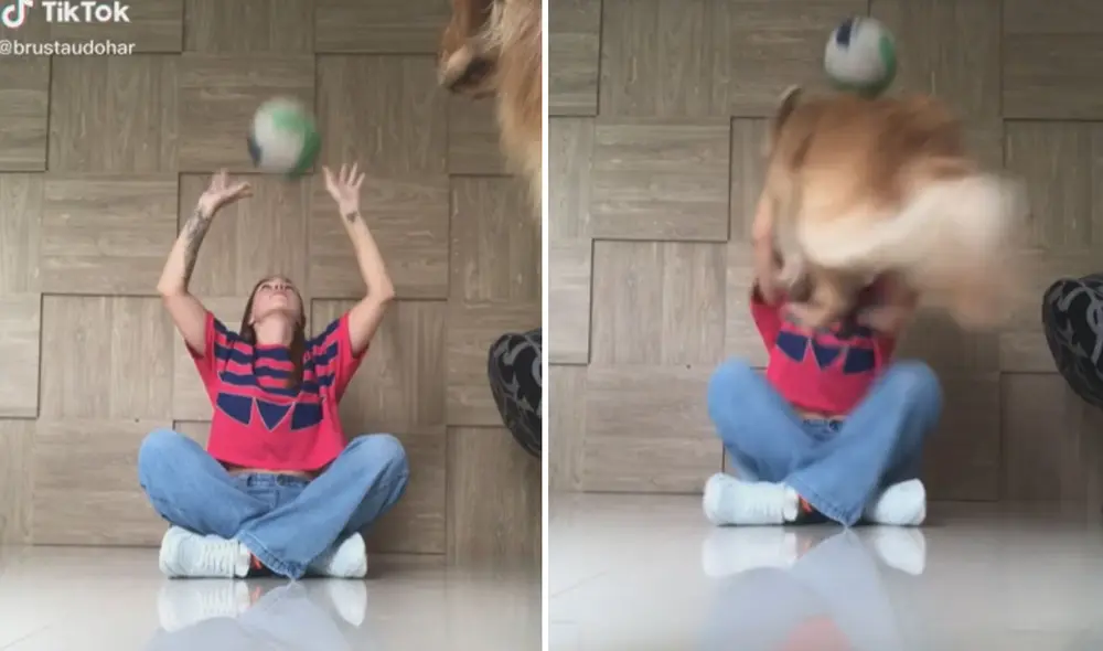 Miles de usuarios quedaron impresionados con la graciosa conducta del can. Foto: captura de TikTok