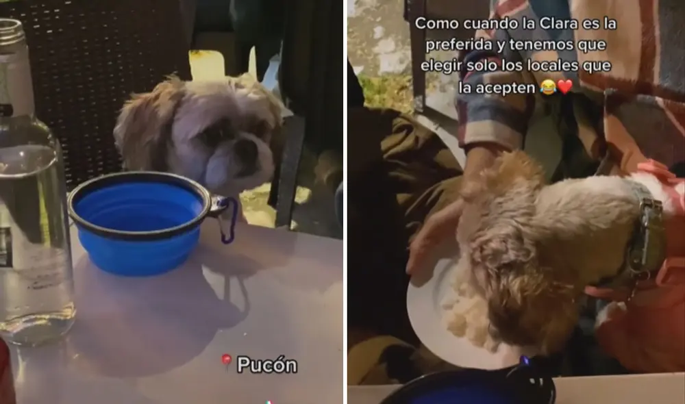 Las imágenes de esta perrita lograron cautivar a miles de usuarios en las redes sociales. Foto: captura de TikTok Las imágenes de esta perrita lograron cautivar a miles de usuarios en las redes sociales. Foto: captura de TikTok