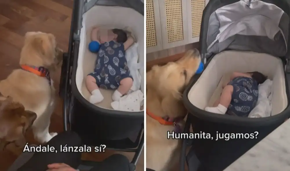 Miles de usuarios quedaron cautivados al ver la conducta del animal. Foto: captura de TikTok