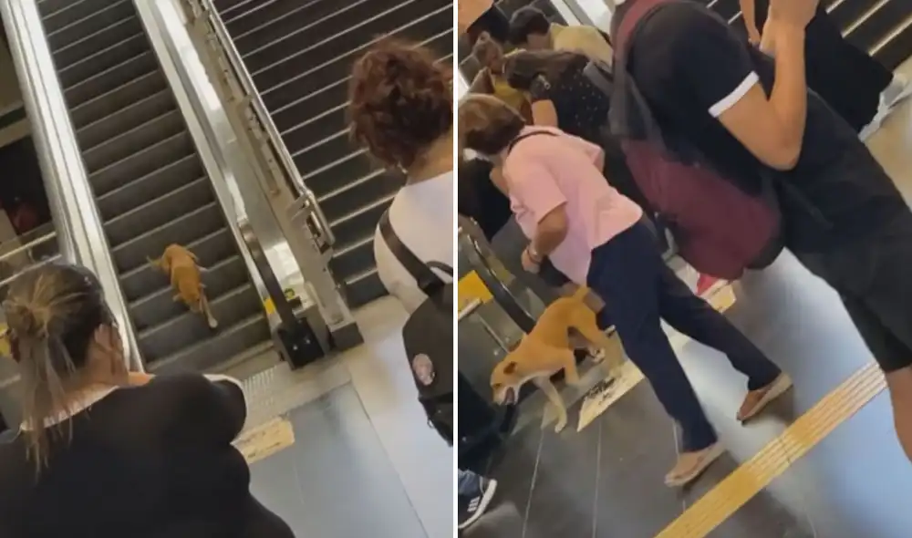 Las divertidas imágenes dejaron sin palabras a miles de usuarios en las redes sociales. Foto: captura de TikTok