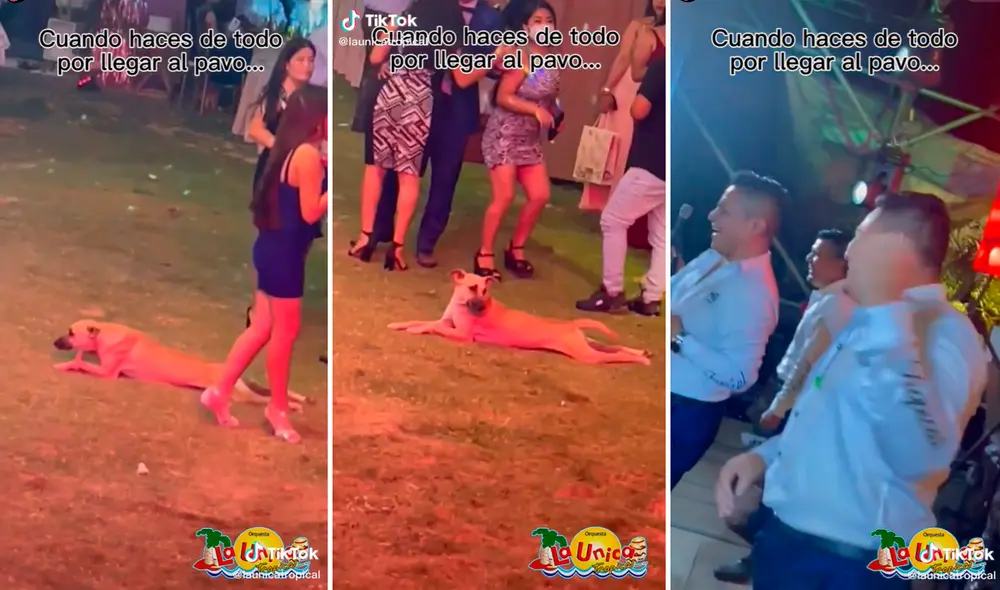 El travieso comportamiento de la mascota hizo reír hasta a los integrantes de la orquesta. Foto: captura de TikTok