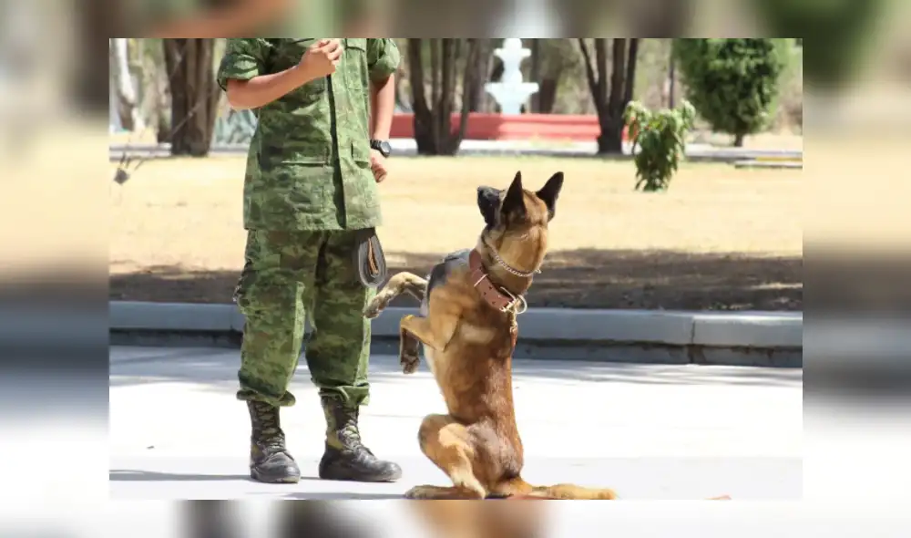 Martín Orellana integraba el Ejército desde el año 2014. Foto: referencial/Twitter-Expresoqro Martín Orellana integraba el Ejército desde el año 2014. Foto: referencial/Twitter-Expresoqro