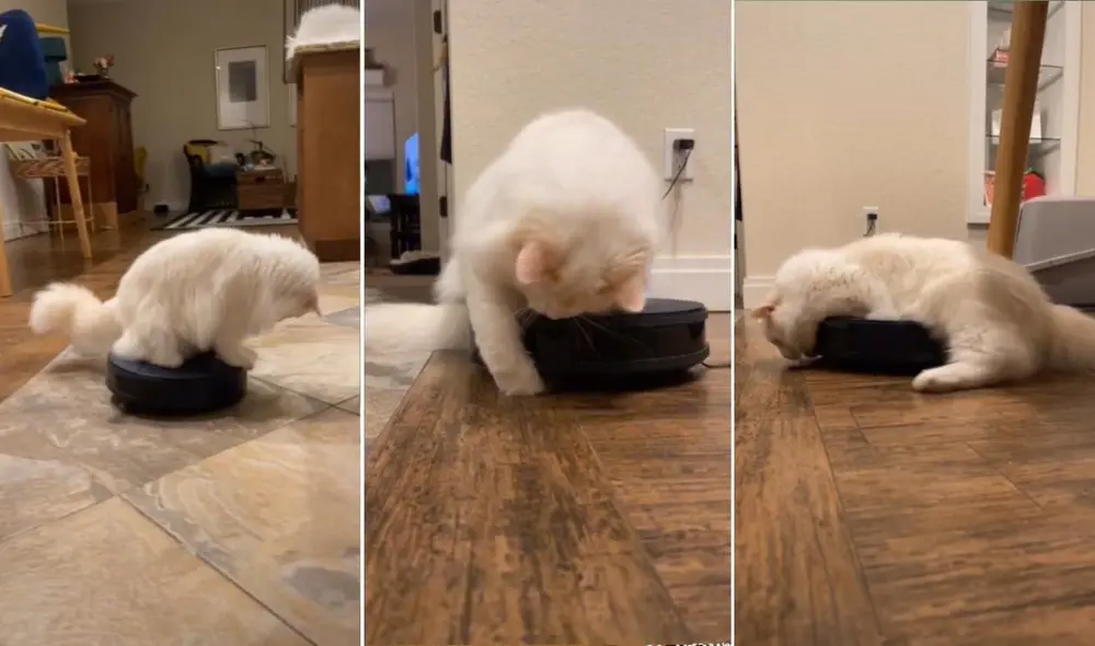 La divertida escena se viralizó de inmediato y logró obtener más de 264.000 reproducciones y 25.000 'me gusta' en las redes. Foto: captura de TikTok