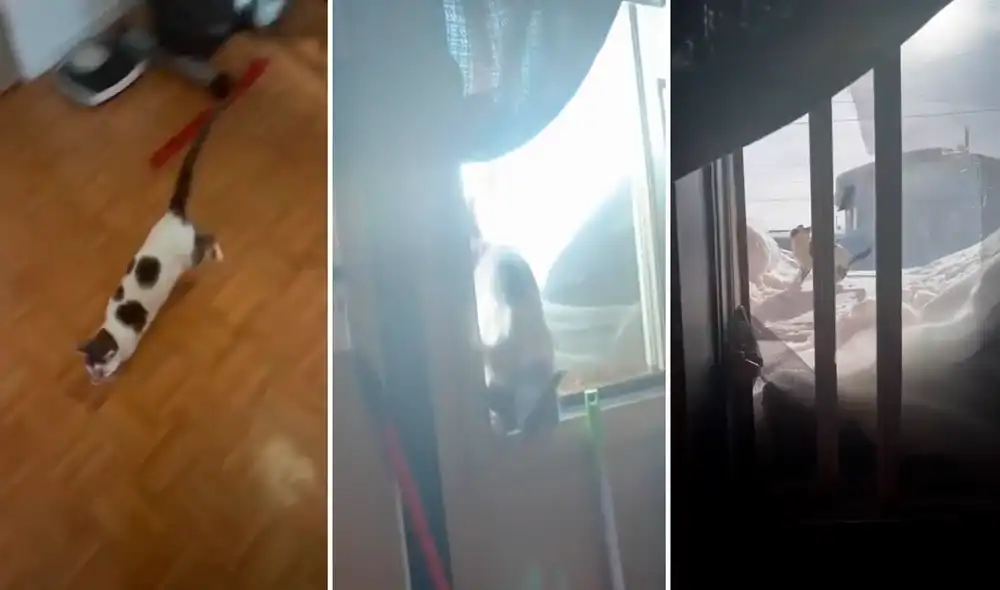 El inteligente gatito aprendió a abrir la ventana para salir a dar un paseo. Foto: captura de YouTube