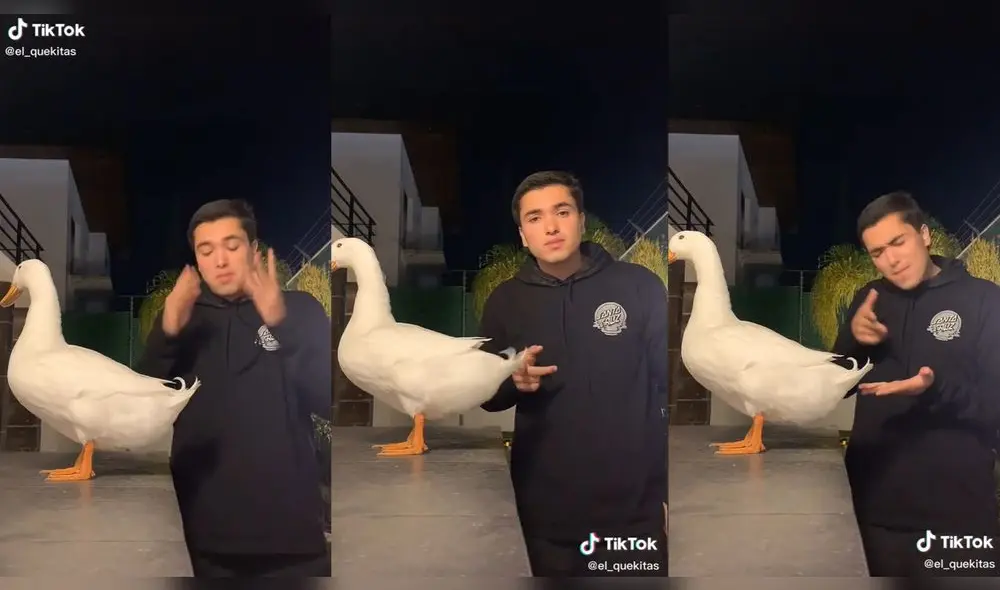 El pato acompañó a su dueño al ritmo de la canción. Foto: captura de TikTok