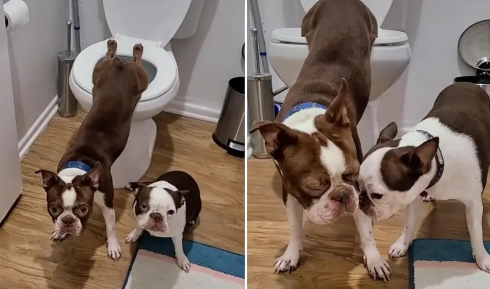 La singular escena protagonizada por las dos mascotas, tuvo diferentes reacciones y fue compartida en todas las redes sociales. Foto: captura de TikTok