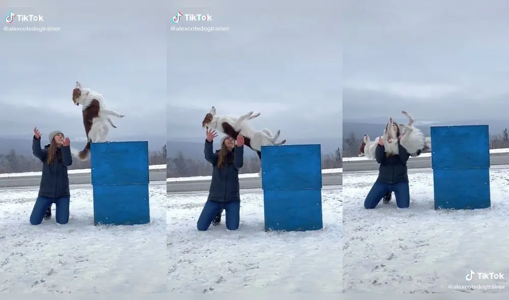 El cachorro no dudó en ningún momento y se dejó caer en los brazos de su dueña. Foto: captura de TikTok El cachorro no dudó en ningún momento y se dejó caer en los brazos de su dueña. Foto: captura de TikTok