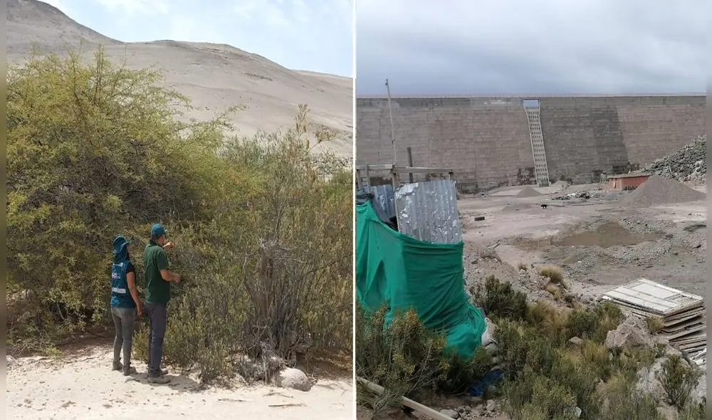 El bosque de Manga fue propuesto para declaratoria de Ecosistema Frágil. Foto: Serfor