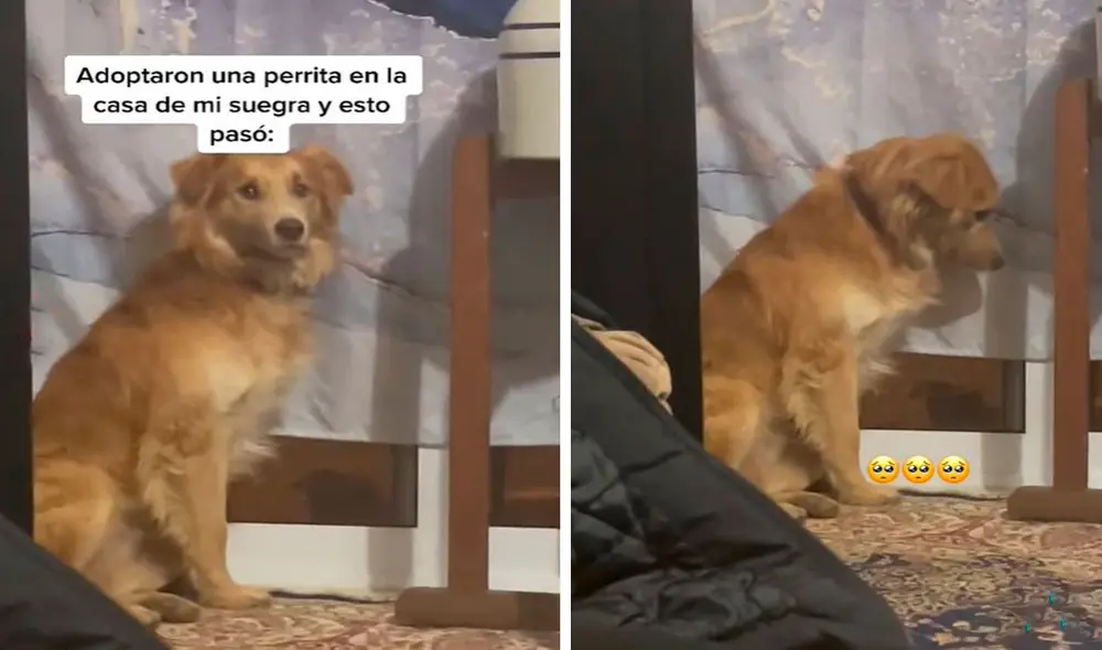 Una familia acogió a una pequeña perrita para que le hiciera compañía a su mascota, pero no imaginaron que este no lo iba a tomar de buena manera. Foto: captura de YouTube