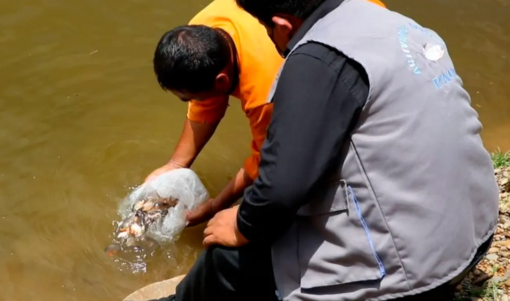 Devida transfirió S/ 600.000 a la Municipalidad Distrital de San Gabán. Foto: Devida