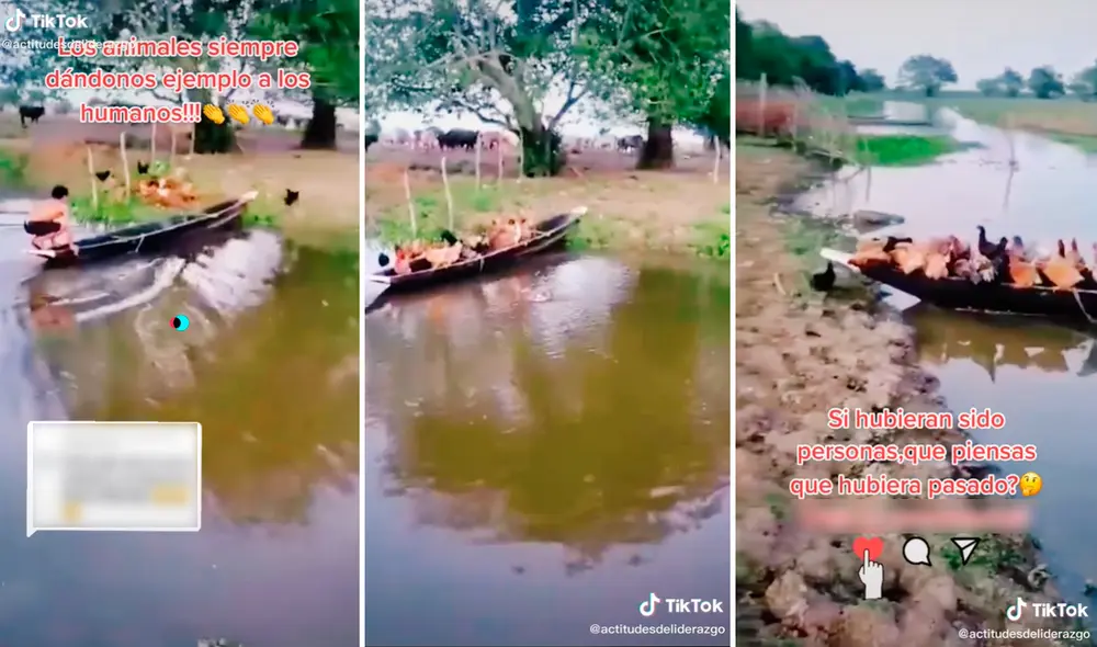 Las gallinas ordenadamente subieron a la embarcación para cruzar el río. Foto: captura de TikTok Las gallinas ordenadamente subieron a la embarcación para cruzar el río. Foto: captura de TikTok