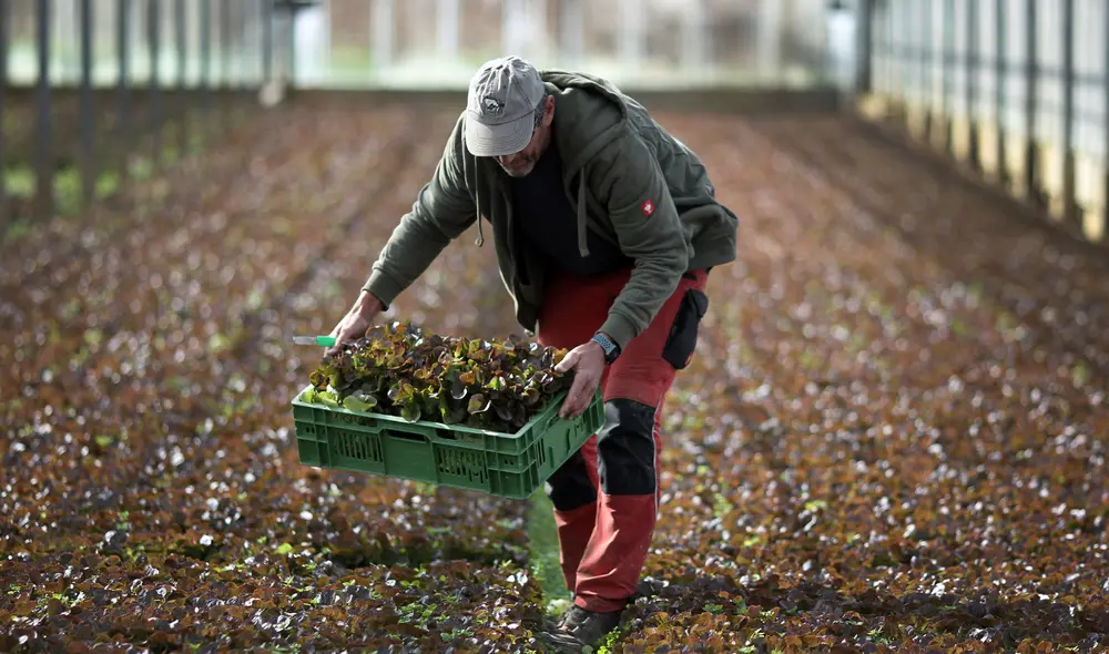 Los trabajos de agriculturas son uno de los empleos con más ofertas en Estados Unidos. Foto: AFP Los trabajos de agriculturas son uno de los empleos con más ofertas en Estados Unidos. Foto: AFP