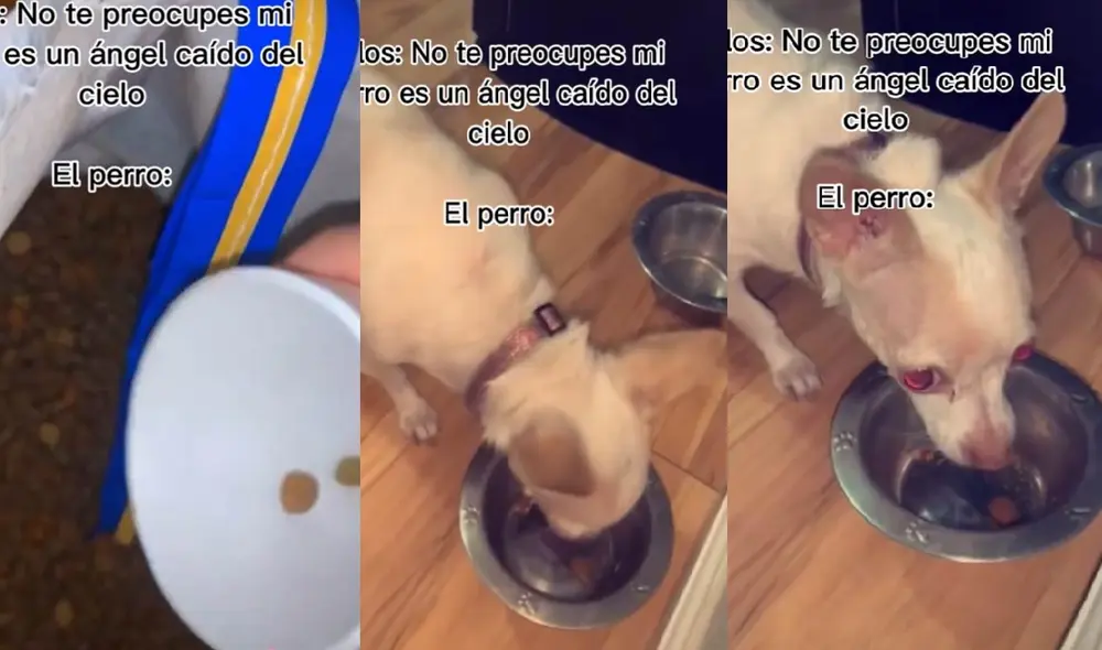 El perrito no quiso probar bocado del poco alimento que su dueño le dio. Foto: captura de TikTok El perrito no quiso probar bocado del poco alimento que su dueño le dio. Foto: captura de TikTok