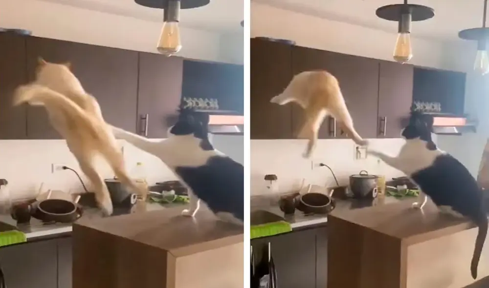 Pese a la presencia de su dueño, un gatito no le tomó importancia y cometió una travesura contra su ‘hermano’. Foto: captura de YouTube Pese a la presencia de su dueño, un gatito no le tomó importancia y cometió una travesura contra su ‘hermano’. Foto: captura de YouTube