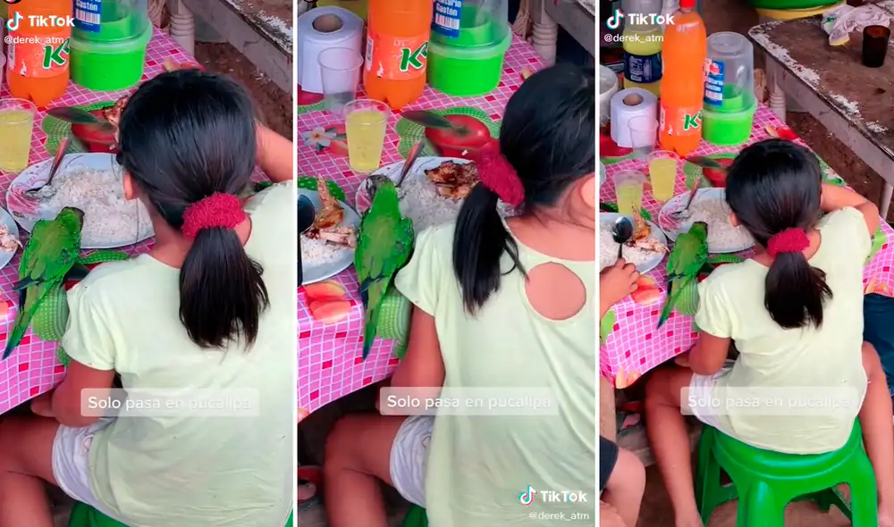 El loro como otro miembro de la familia se había sentado en la mesa y comía al lado de su pequeña dueña. Foto: captura de TikTok