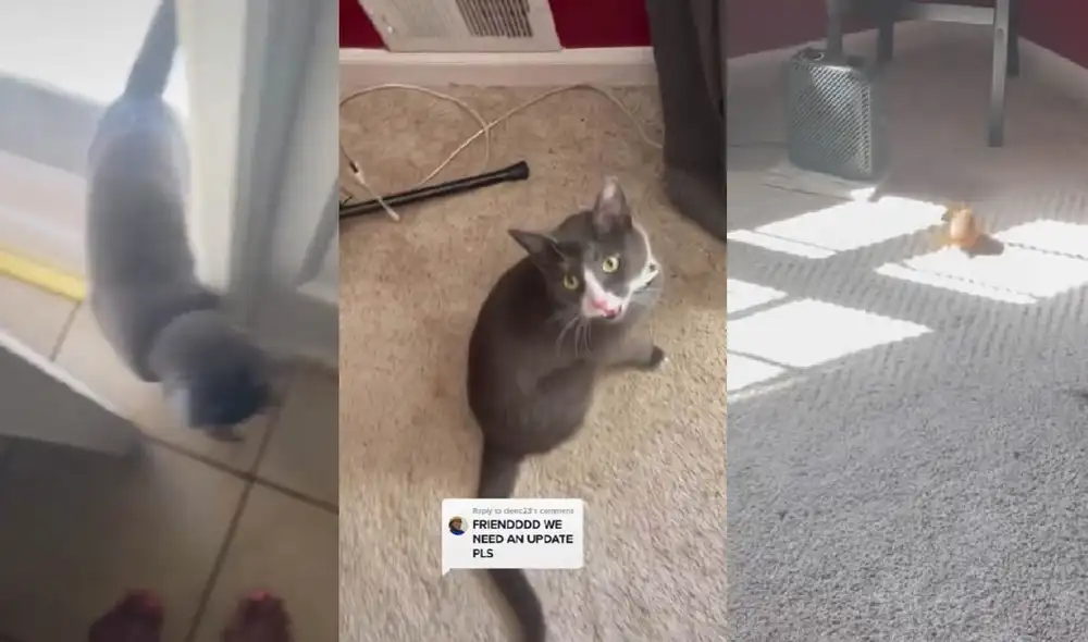 La minina Luna persiguió a la ardilla por toda la casa de su dueña. Foto: captura de TikTok