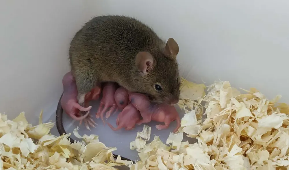De todas las crías que sobrevivieron durante el alumbramiento, solo una vivió hasta ser adulta e incluso tuvo descendencia. Foto: Yanchang Wei