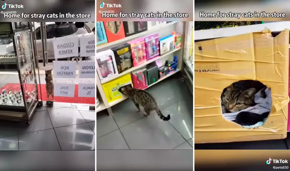 El gatito ingresó tranquilamente y se fue directo a su pequeña 'habitación' de cartón. Foto: captura de TikTok El gatito ingresó tranquilamente y se fue directo a su pequeña 'habitación' de cartón. Foto: captura de TikTok