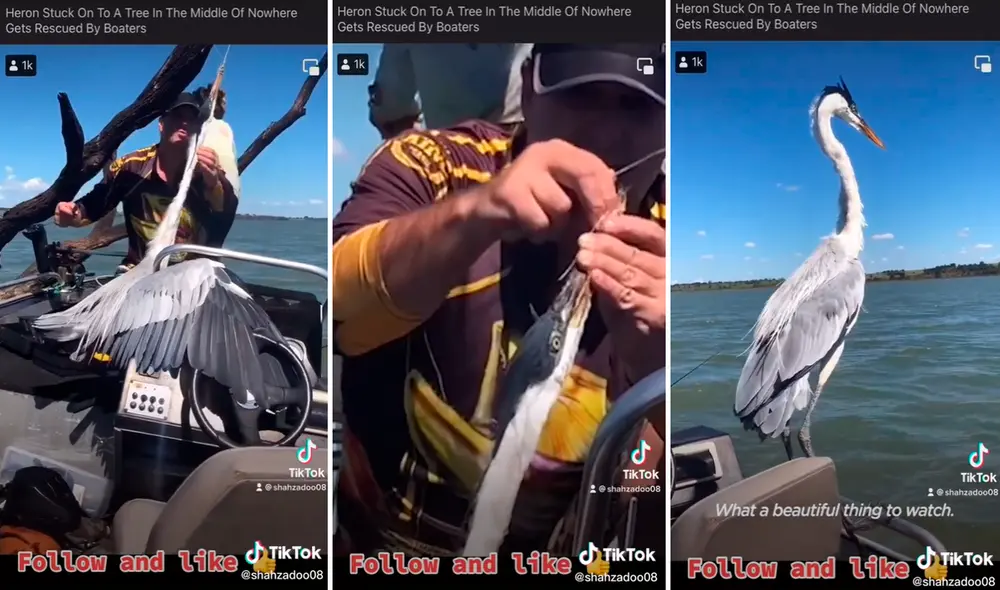 Imágenes de garza esperando con paciencia que hombre lo rescate del río impactó en redes sociales. Foto: captura de TikTok
