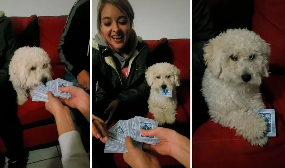 Luego de que eligió su carta, la perrita la cubrió de forma rápida con sus patas delanteras para impedir que la vean sus dueños. Foto: captura de TikTok