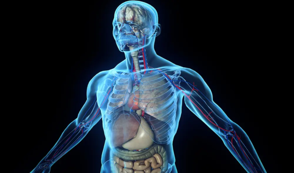 La edad biológica podría predecir la enfermedad de los órganos correspondientes, dice estudio chino. Foto: Adobe Stock