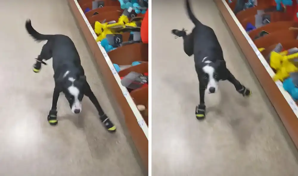 El clip viral consiguió casi 20.000 reproducciones en la red social. Foto: captura de YouTube El clip viral consiguió casi 20.000 reproducciones en la red social. Foto: captura de YouTube