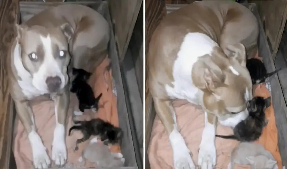 La adorable escena tuvo miles de reacciones por parte de los usuarios, y fue compartida en diferentes redes sociales. Foto: captura de TikTok