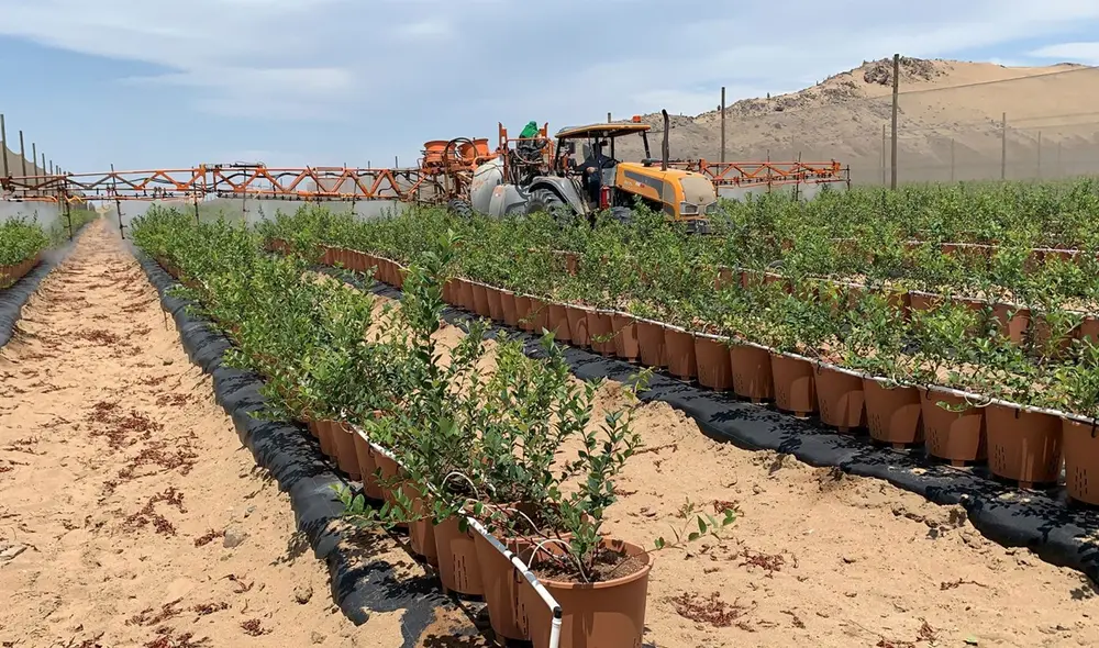 Agrícola Cerro Prieto produce arándanos en macetas y usa tecnologías de riego. Foto: CCLam