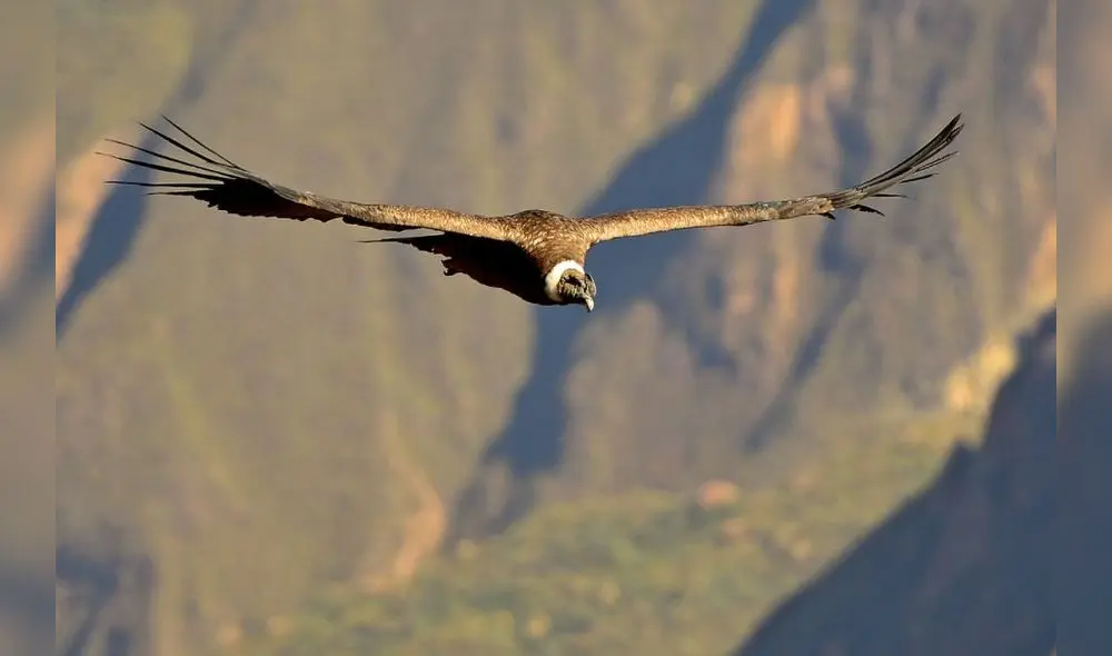 Estas zonas son el sector Huayhuash, sector Llanganuco y el valle Rurichinchay. Foto: José García Cobo/Flickr